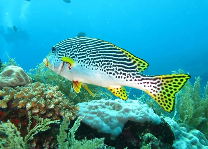 Bed & Breakfast Seahua Ha Ha Dive 2*