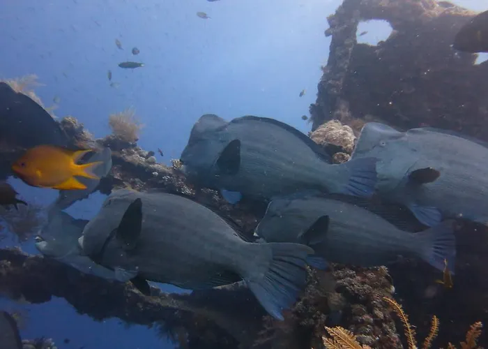 Seahua Ha Ha Dive 2*
