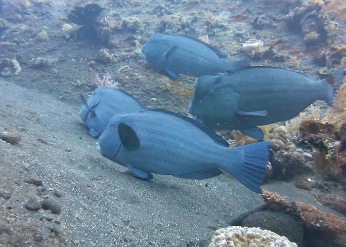 Seahua Ha Ha Dive
